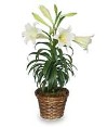 Easter Lily Plant