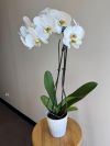 Phalaenopsis Plant