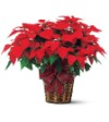 Poinsettia Plant 236