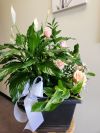 Assorted Planter With Roses