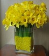 Daffodils